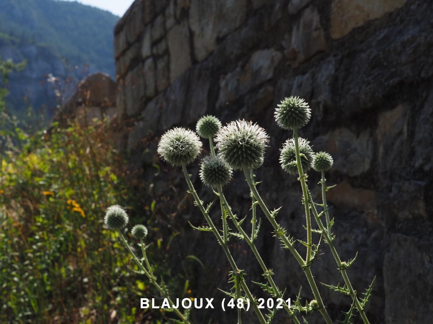 Globe-thistle, Pale plant